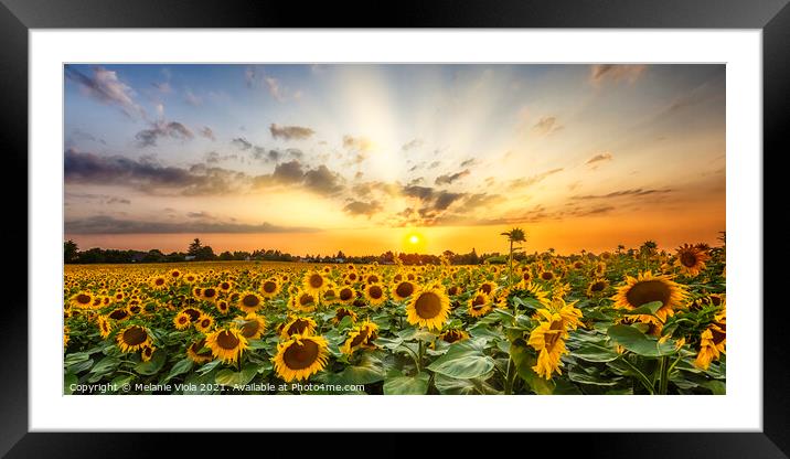 Sunflower field at sunset | Panoramic View Framed Mounted Print by Melanie Viola