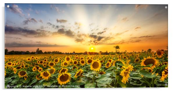 Sunflower field at sunset | Panoramic View Acrylic by Melanie Viola