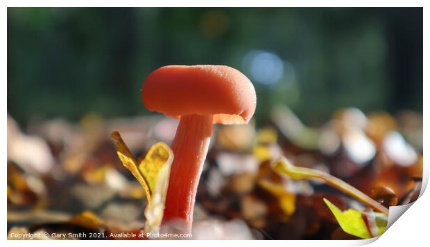 Single Pink Fungi in the Leaves Print by GJS Photography Artist