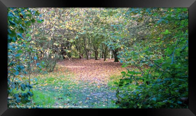 Looking Through to Pathway of Trees and Fallen Leaves Framed Print by GJS Photography Artist
