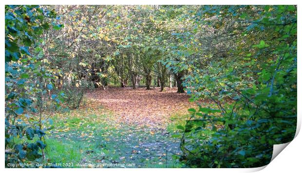 Looking Through to Pathway of Trees and Fallen Leaves Print by GJS Photography Artist