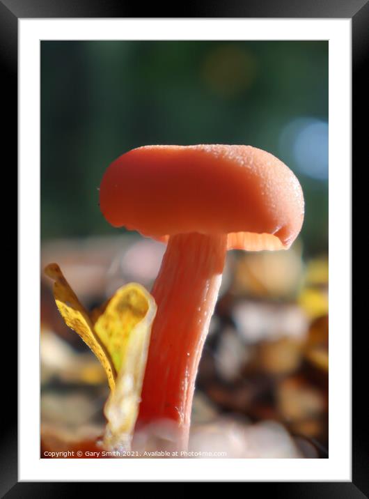 Single Pink Fungi in the Leaves Close Up Framed Mounted Print by GJS Photography Artist