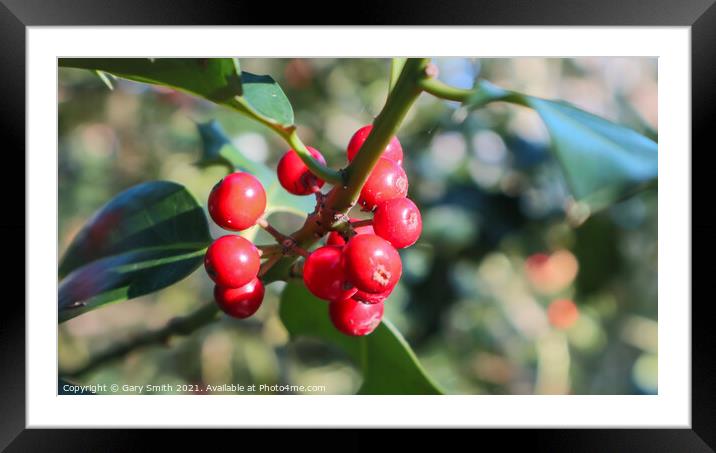 Holy Berries Framed Mounted Print by GJS Photography Artist