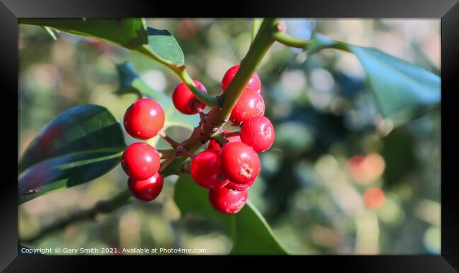 Holy Berries Framed Print by GJS Photography Artist
