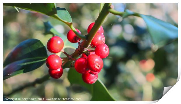 Holy Berries Print by GJS Photography Artist