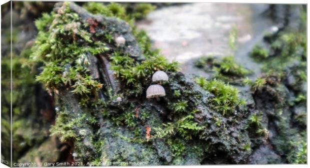 Micro Transultant Fungi  Canvas Print by GJS Photography Artist