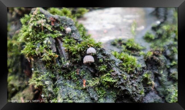 Micro Transultant Fungi  Framed Print by GJS Photography Artist