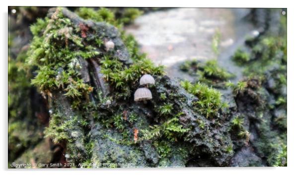 Micro Transultant Fungi  Acrylic by GJS Photography Artist