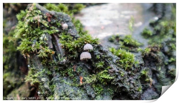 Micro Transultant Fungi  Print by GJS Photography Artist