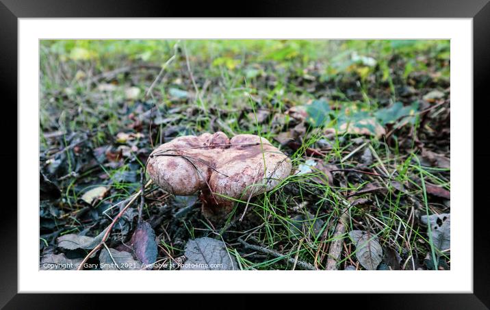 Peppery Bolete Mushroom Framed Mounted Print by GJS Photography Artist