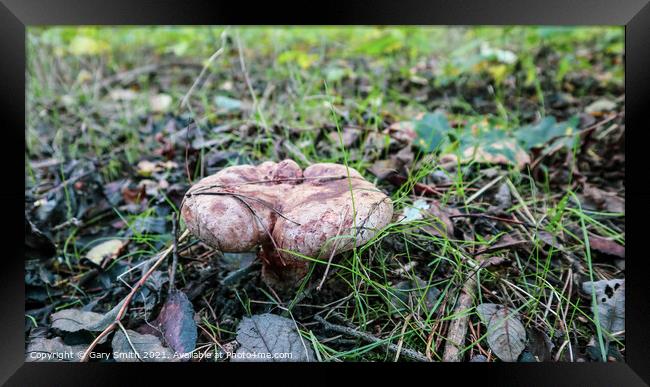 Peppery Bolete Mushroom Framed Print by GJS Photography Artist