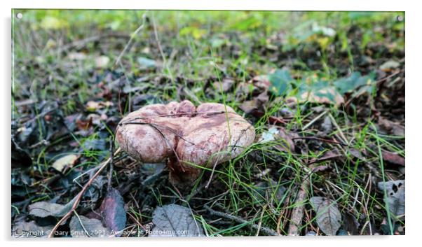 Peppery Bolete Mushroom Acrylic by GJS Photography Artist