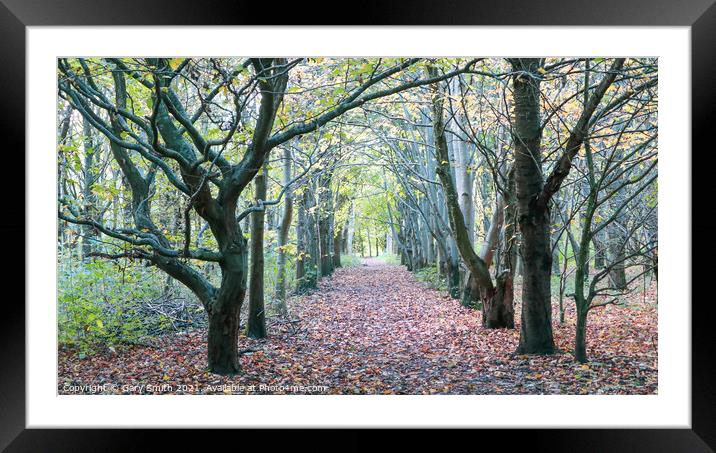 Lines of Trees and Leaf Path Framed Mounted Print by GJS Photography Artist