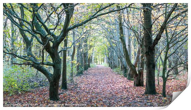 Lines of Trees and Leaf Path Print by GJS Photography Artist