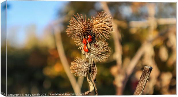  Ladybirds on a Seeded Thistle Canvas Print by GJS Photography Artist
