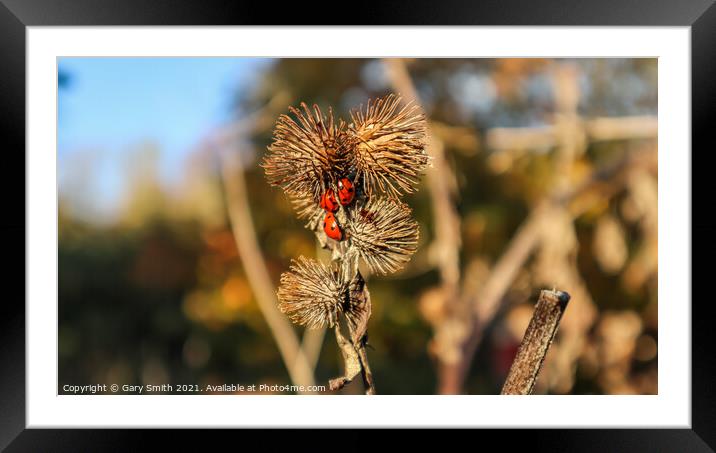  Ladybirds on a Seeded Thistle Framed Mounted Print by GJS Photography Artist