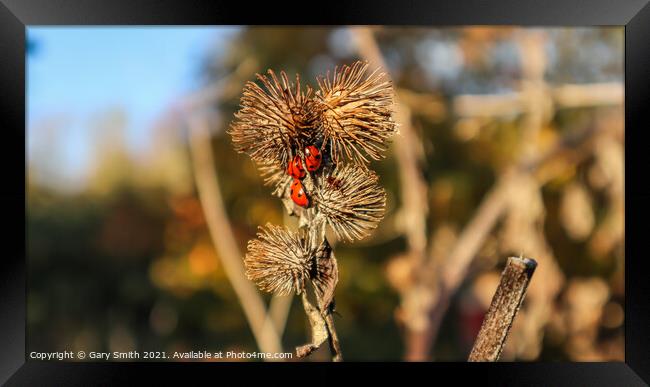  Ladybirds on a Seeded Thistle Framed Print by GJS Photography Artist