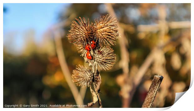  Ladybirds on a Seeded Thistle Print by GJS Photography Artist