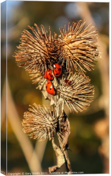 3 Ladybirds on Seeded Thistle in Autumn Sun Canvas Print by GJS Photography Artist