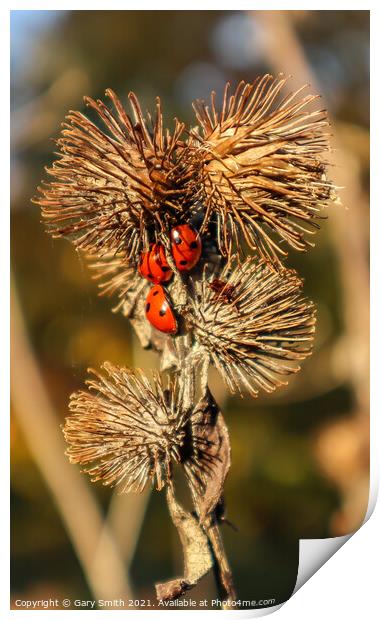 3 Ladybirds on Seeded Thistle in Autumn Sun Print by GJS Photography Artist