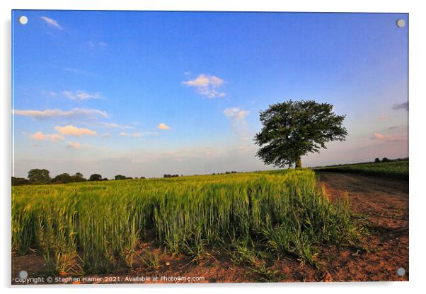 Barley Field Acrylic by Stephen Hamer