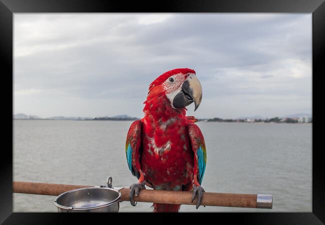 A red colored Parrot at the beach Framed Print by Wilfried Strang