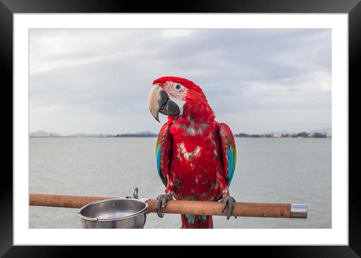 A red colored Parrot at the beach Framed Mounted Print by Wilfried Strang