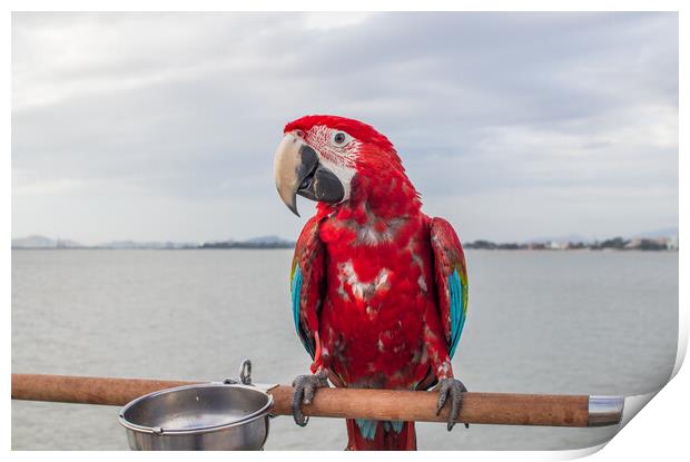 A red colored Parrot at the beach Print by Wilfried Strang