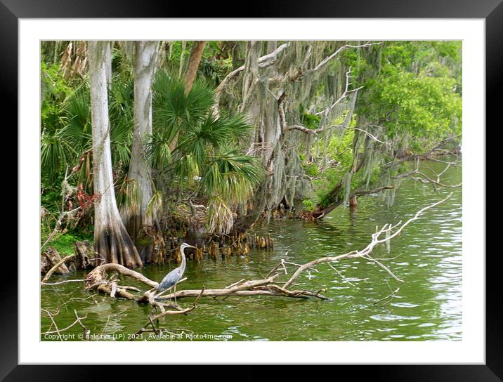 DOWN IN THE SWAMP Framed Mounted Print by dale rys (LP)
