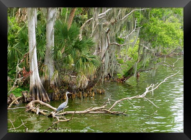 DOWN IN THE SWAMP Framed Print by dale rys (LP)