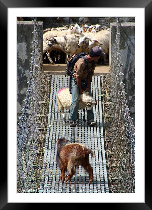 Goats on Suspension Bridge Tikhedhunga Framed Mounted Print by Serena Bowles