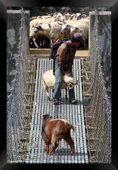 Goats on Suspension Bridge Tikhedhunga Framed Print by Serena Bowles