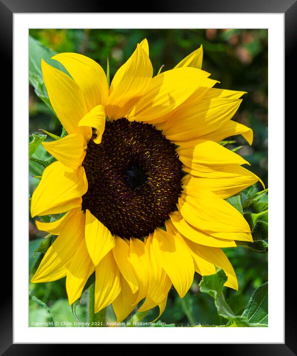 Sunflower Framed Mounted Print by Chris Dorney