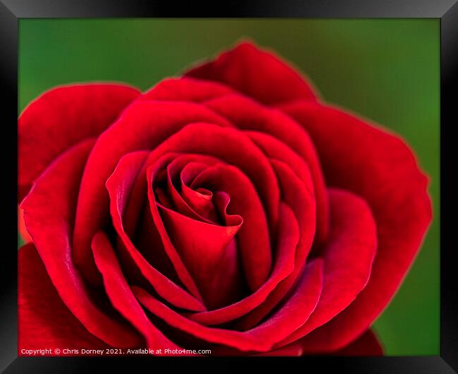 Red Rose Framed Print by Chris Dorney