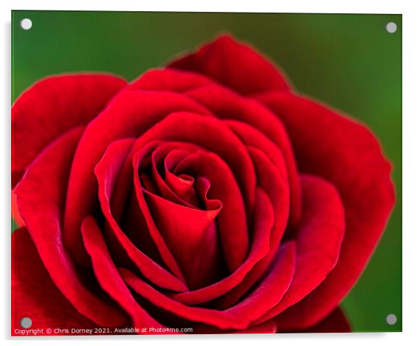 Red Rose Acrylic by Chris Dorney