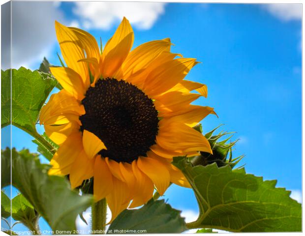 Sunflower Canvas Print by Chris Dorney