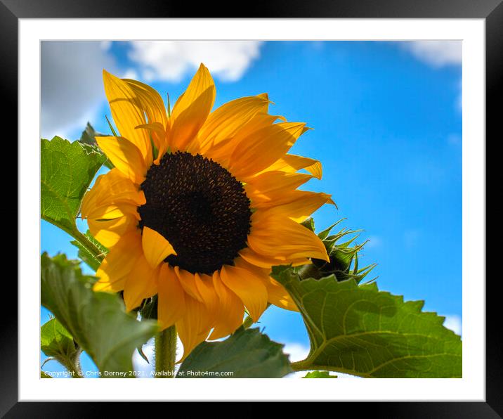 Sunflower Framed Mounted Print by Chris Dorney