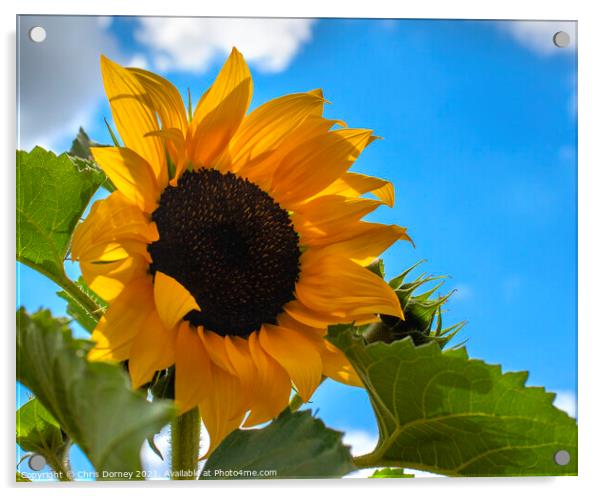 Sunflower Acrylic by Chris Dorney