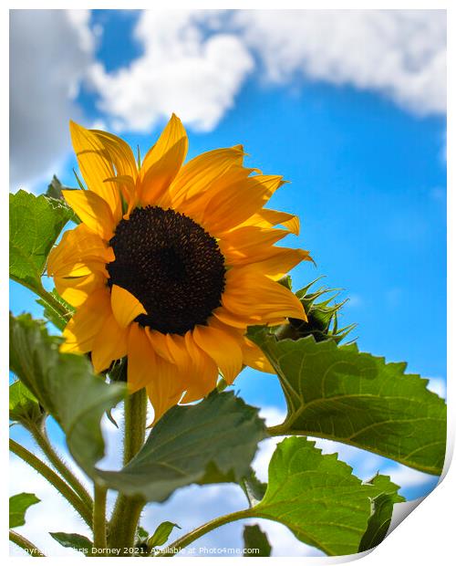 Sunflower Print by Chris Dorney