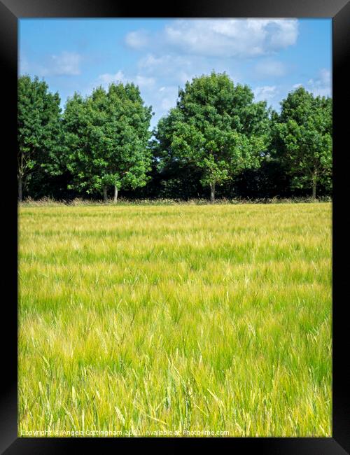 Summer Wheat Field  Framed Print by Angela Cottingham