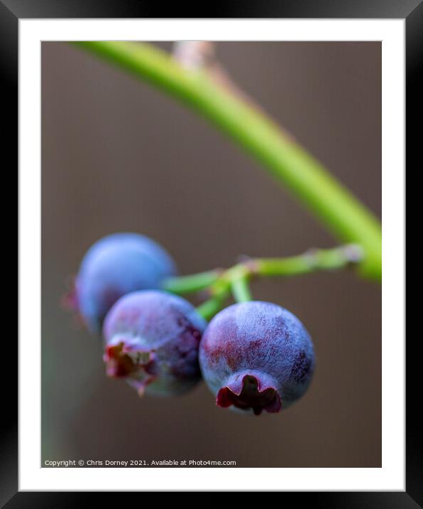 Blueberries Framed Mounted Print by Chris Dorney