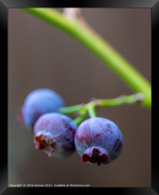 Blueberries Framed Print by Chris Dorney