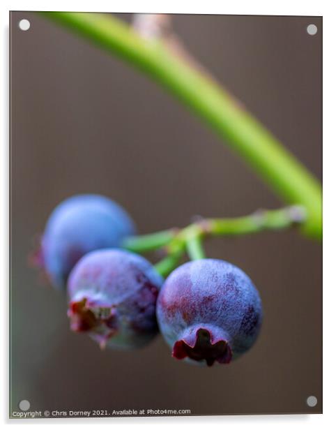 Blueberries Acrylic by Chris Dorney