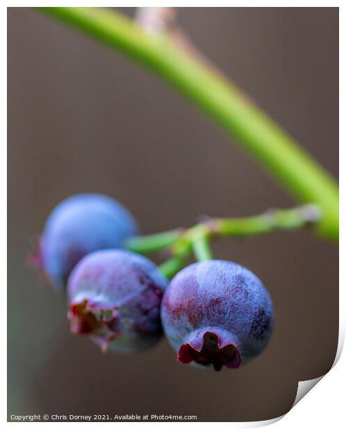 Blueberries Print by Chris Dorney