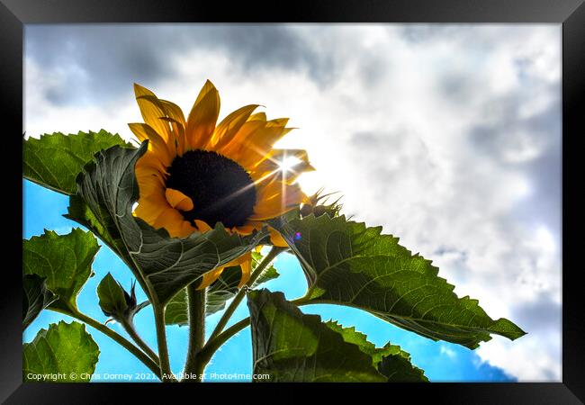 Sunflower Framed Print by Chris Dorney