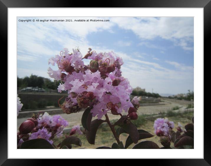 A close up of a  nice pink flower Framed Mounted Print by Ali asghar Mazinanian