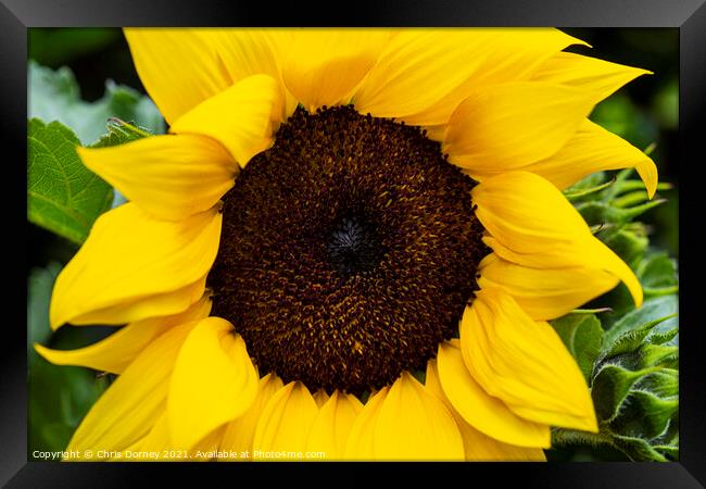 Sunflower Framed Print by Chris Dorney