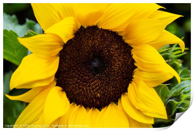 Sunflower Print by Chris Dorney