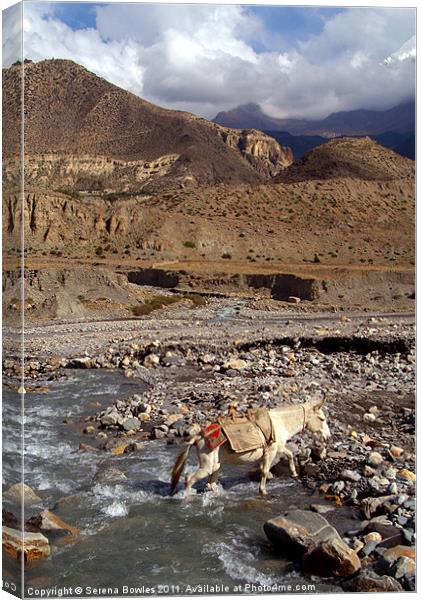 Horse Crossing River near Jomsom, Annapurna Circui Canvas Print by Serena Bowles