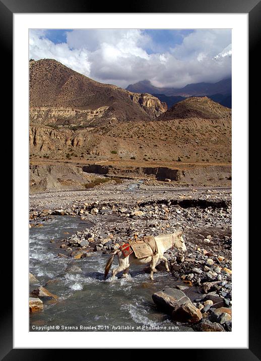 Horse Crossing River near Jomsom, Annapurna Circui Framed Mounted Print by Serena Bowles